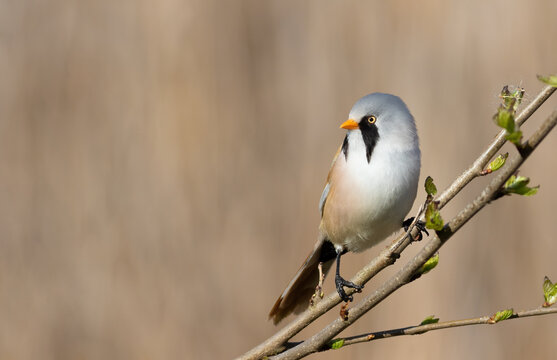 Bearded reedling, Panurus biarmicus. A male bird sitting on a branch against a beautiful background