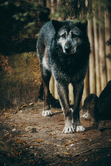 Schwarzer Timberwolf (Canis lupus lycaon) in einem Zoogehege in Münster