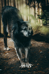Schwarzer sich streckender Timberwolf (Canis lupus lycaon) in einem Zoogehege in Münster