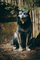 Schwarzer gähnender Timberwolf (Canis lupus lycaon) in einem Zoogehege in Münster