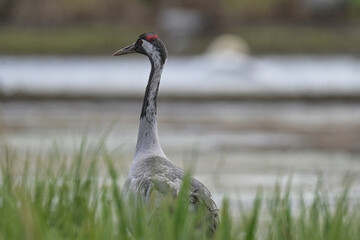 Crane looking for insects. 