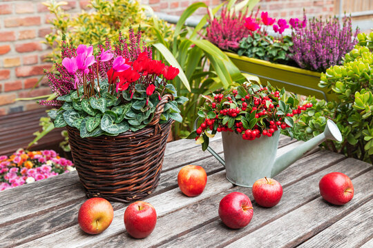 Fresh apples and blooming flowers on balcony table