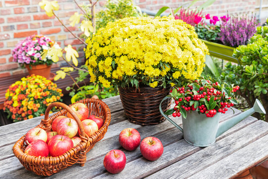Blooming chrysanthemums, eastern teaberries and ripe apples lying on balcony table