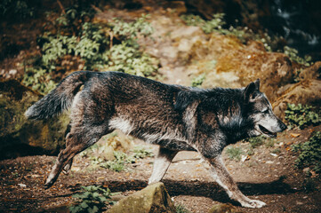Schwarzer Timberwolf (Canis lupus lycaon) im Lauf in einem Zoogehege in Münster