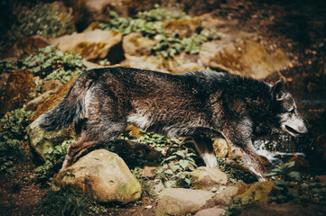 Schwarzer Timberwolf (Canis lupus lycaon) im Lauf in einem Zoogehege in Münster