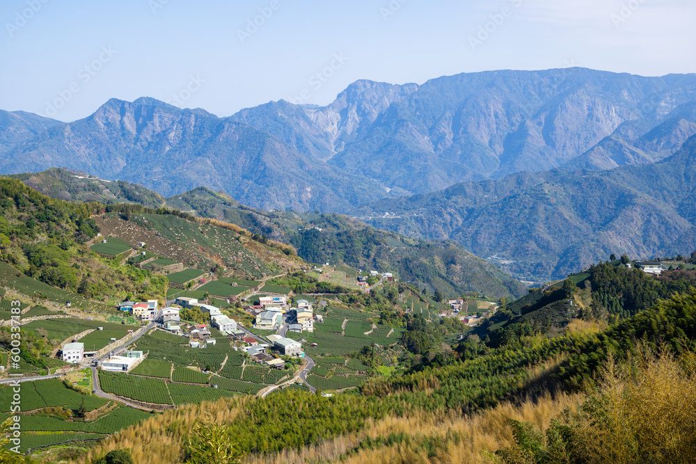 Canvas Prints lots of tea field over the mountain in alishan of shizhuo in taiwan