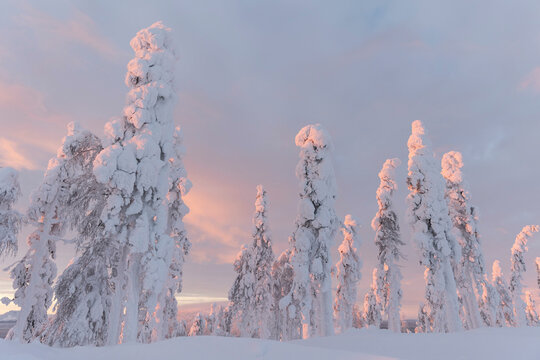 Tall snow covered trees under sky