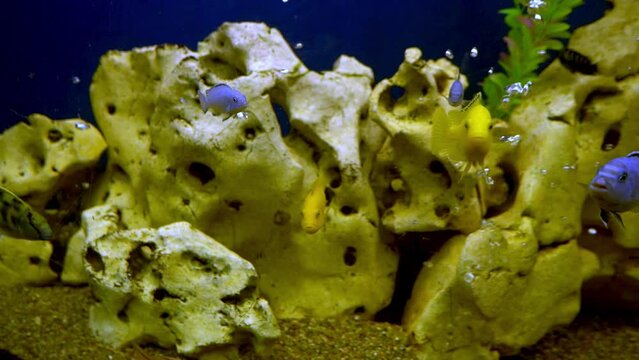 Colourfull fishes in the aquarium. Domestic fish swims. A pet. Underwater world at home.