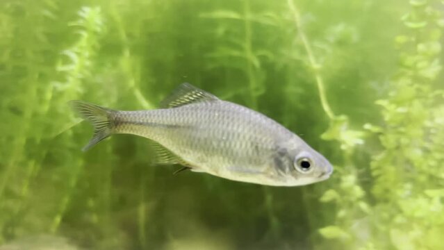 Bitterling fish Rhodeus amarus swims among green underwater plants