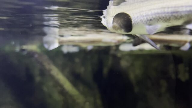 special fish four-eyed Anableps anableps swims just below the surface of the water and looks both above and below the water at the same time