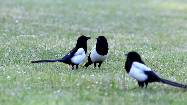 Group of four Eurasian Magpies, pica pica, communicating together, then walking out of shot.  Real time.