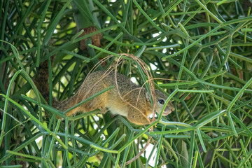 Tree squirrel in the Klaserie Private Nature Reserve in South Africa