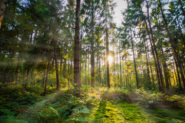 Fototapeta na wymiar Sonnenstrahlen im Wald
