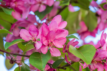 Fresh pink flowers of a blossoming apple tree with blured background