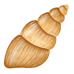 seashell isolated on white background