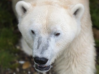 Fototapeta premium Polar bear head from above in close-up outdoors