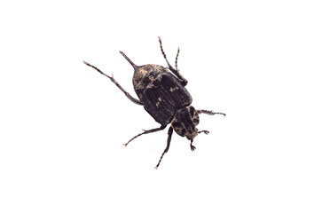 Closeup of a gray beetle insect on a white background