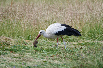Weißstorch bei der Futtersuche	