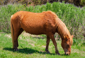 Wild Horses at Assateague Island off the coasts of Maryland and Virginia