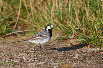 Bachstelze an einem Fluss in Brandenburg im Herbst	
