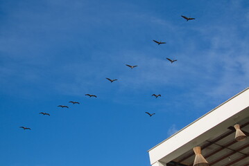 Flying pelicans over Puerto Lopez, Manabi Province, Ecuador, South America
