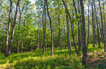 Overlook at Catoctin Mountain Park