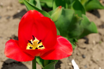 Tulip park in Kamiyubetsu, Hokkaido