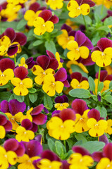 Fototapeta na wymiar Beautiful pansy in two colors - purple and yellow