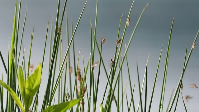 Caddisflies emerging, Lake District, UK