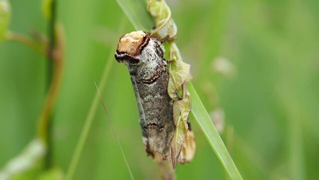 Buff tipped moth, Lancashire