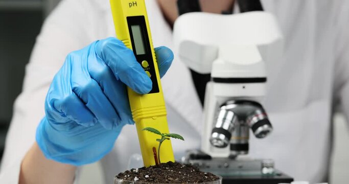 Researcher scientist holds glass flask with stem with soil and Ph device. Scientific research in field of botany