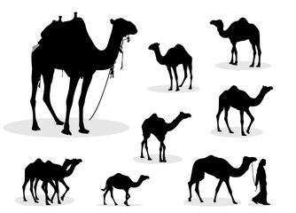 camels silhouettes collection. Set of Camel Silhouettes. Camel Illustration Animal Logo Silhouette. Camel vector silhouettes collection. 