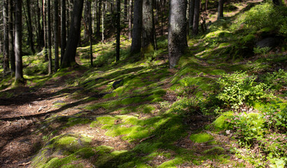 the forest is covered with thick green moss