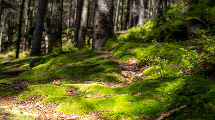 the forest is covered with thick green moss