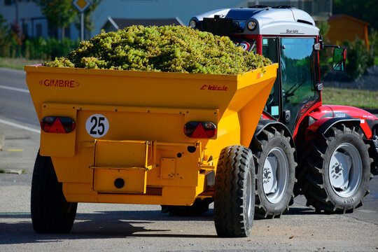 Fechy, Morges, Vaud, Switzerland, Europe - Antonio Carraro brand tractor pulling GIMBRE brand trailer full of grapes, GIMBRE - French producer of trailers for grape harvests, tractor SRX  9800