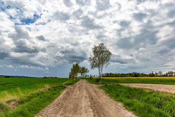 A dirt road among spring fields.