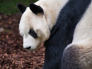 Fototapeta premium Portrait of a panda close up outdoors