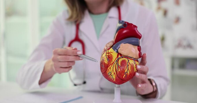 Model of human anatomy in hands of cardiologist. Cardiology consultation, treatment of heart diseases