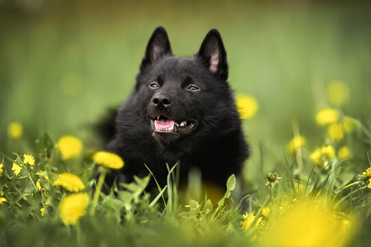schipperke dog lying down on a field of dandelions