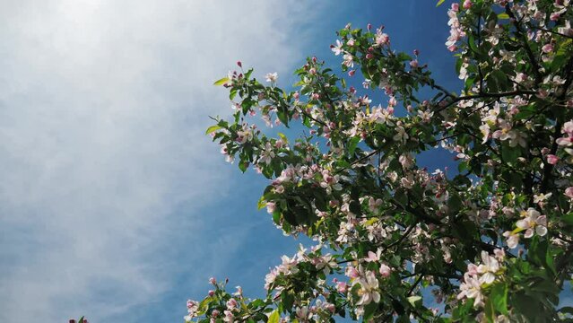 blossoming tree branches, blossoming trees against the sky, the camera moves along the blossoming branch. Spring in a blooming garden. Sunny day in the garden in the country.