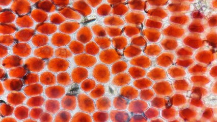 Petal epidermal cells of red flower. Microscopic image taken using light microscope