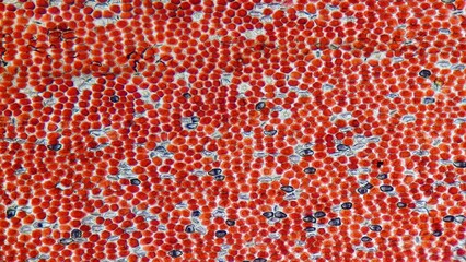 Petal epidermal cells of red flower. Microscopic image taken using light microscope - obrazy, fototapety, plakaty