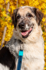 Big fluffy mixed breed dog portrait close-up, yellow flowers background