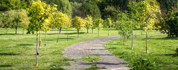 Obraz premium Alley with young maples in the park. Tree planting in the city. Concept environment. Parama, banner with place for text