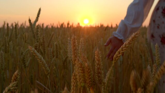 4k footage woman goes through summer wheat field on the sunset. Girl touches the grass of golden ripe wheat with her hand. Ukrainian wheat. Good harvest. Slow motion walking towards the sun