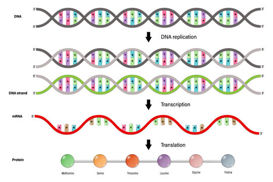 Transcription and Translation. DNA, RNA and Proteins.