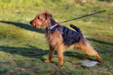 Welsh terrier outdoors on the lead, side portrait