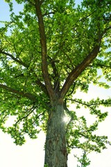 A tree in bloom in spring overlooking the sky with the sun illuminating the entire tree