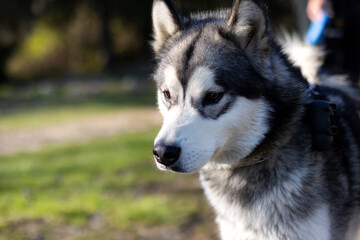 Naklejka na ściany i meble Siberian Husky portrait close-up face with white and gray coat color and brown eyes, blurred green background