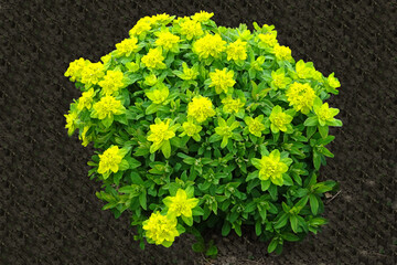 Spurge - a genus of plants from the spurge family , with about 2000 species. It is one of the most...